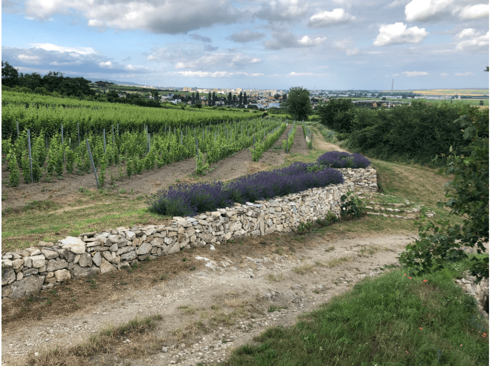 Vineyard